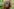 Der Kampf ums Überleben des Tapanuli-Orang-Utans