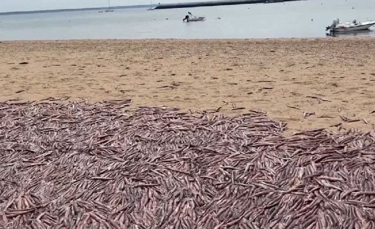 Tausende Tintenfische am Strand von Provincetown
