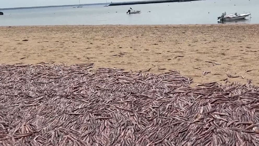Tausende Tintenfische am Strand von Provincetown