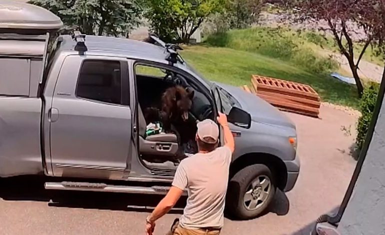 Ein Wildtier im Auto: Handwerker erlebt Schreck in Colorado