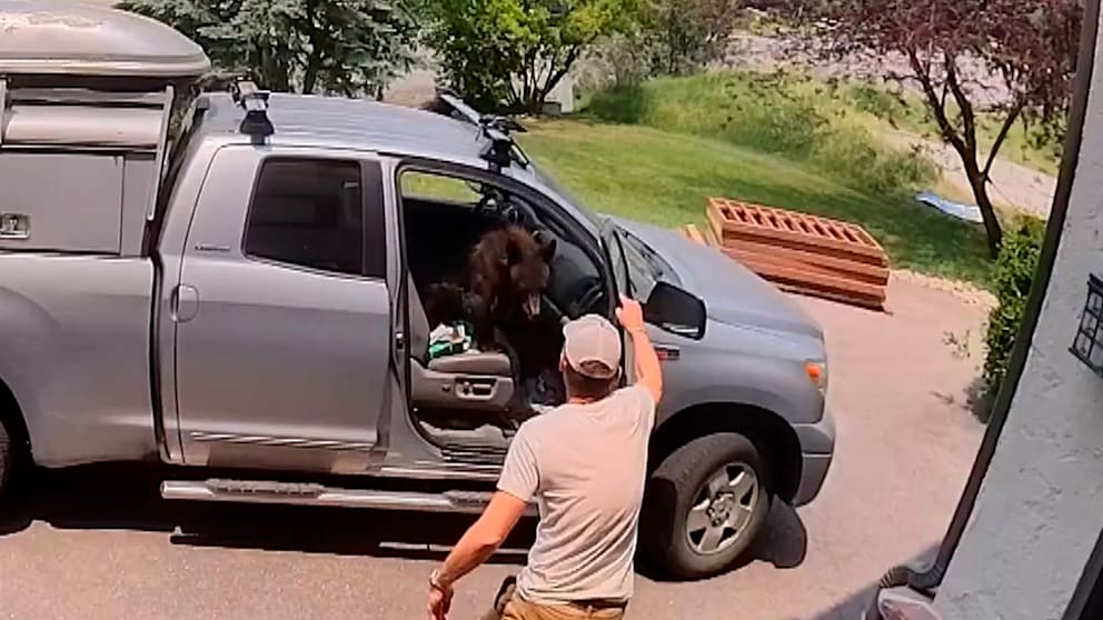 Ein Wildtier im Auto: Handwerker erlebt Schreck in Colorado