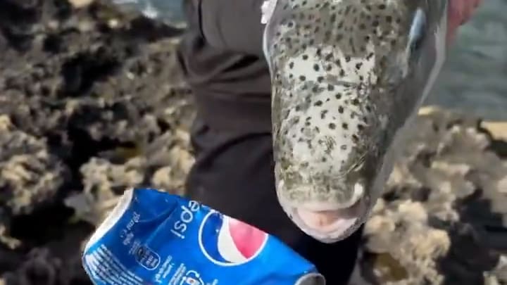 Gefährlicher Hasenkopf-Kugelfisch im Mittelmeer