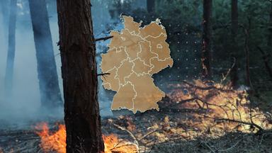 Wie sich die Waldbrandgefahr in Deutschland erhöht