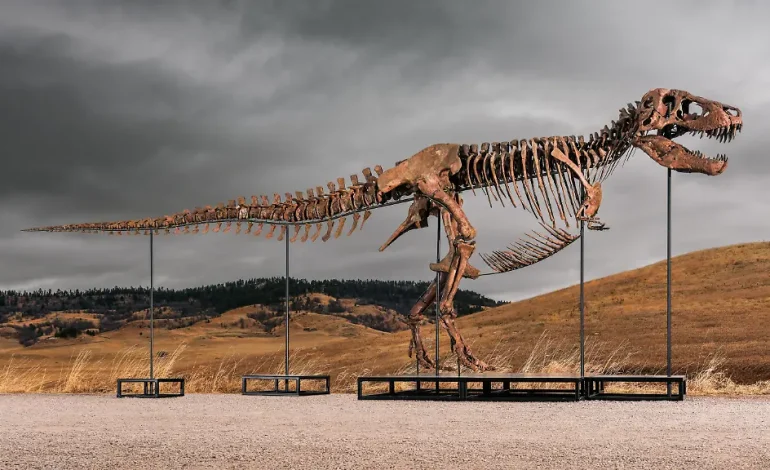 T-Rex-Skelett bricht Auktionsrekorde