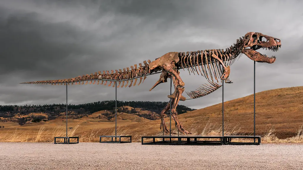 T-Rex-Skelett bricht Auktionsrekorde