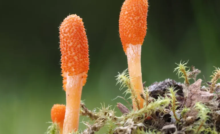 Biologisch abbaubar und bunt: Selbstreparierendes Material aus Pilzen