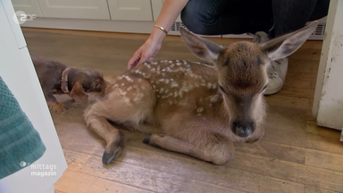 ZDF-Mittagsmagazin vom 2. Juli 2026: Themen und Highlights