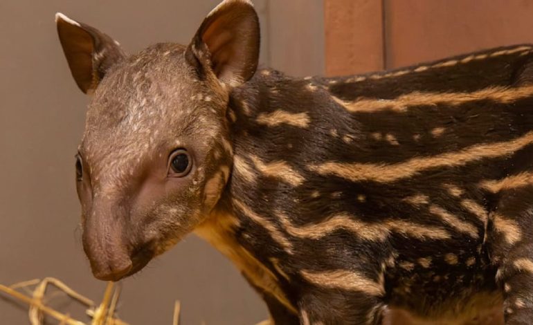 Zoo begrüßt Mini-Tapir zur Arterhaltung