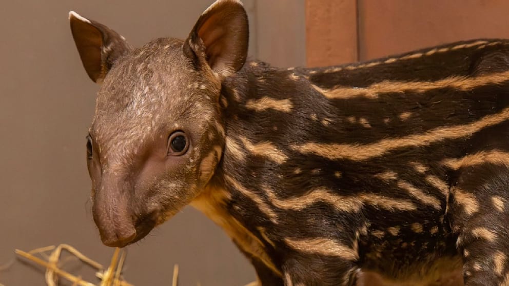 Zoo begrüßt Mini-Tapir zur Arterhaltung