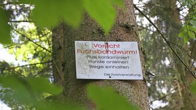 Fuchsbandwurm-Infektion: Risiken, Symptome und Prävention