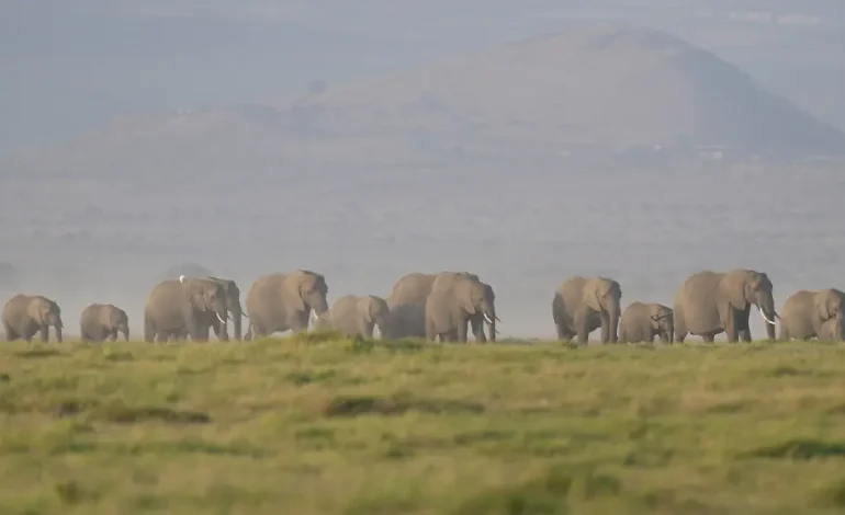 Elefanten verenden in Kenia: Cyanid in Tomaten gefunden