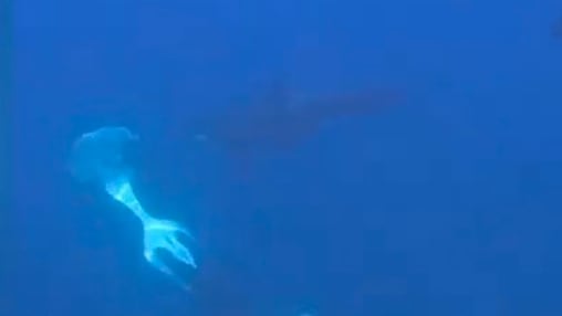 Orcas lassen Beute explodieren: Jagdverhalten untersucht