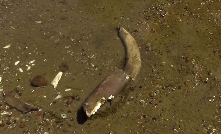 Mammut-Fund im trockenen Flussbett der Donau