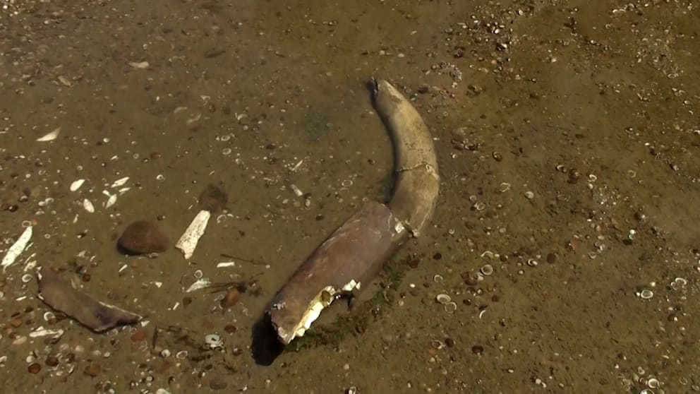 Mammut-Fund im trockenen Flussbett der Donau