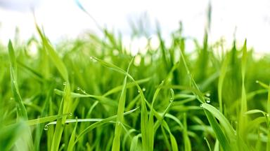 Pflege von Hortensien bei Sommerhitze: Tipps von Garten-Expertin Anja Koenzen