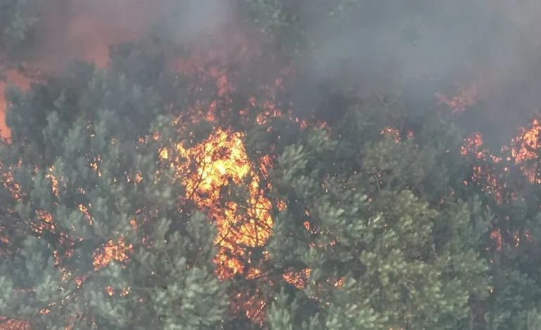 Brandgefahr durch Munition im Müritz-Nationalpark