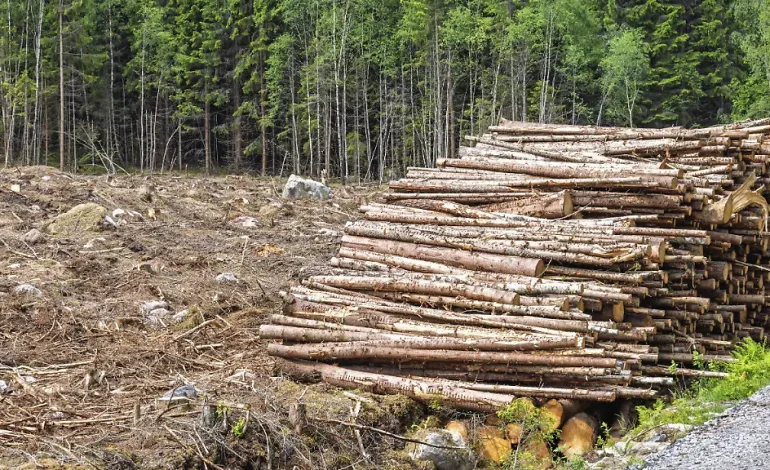 Strengere Regelung für Kaffee: Waldschutz und EU-Verordnung