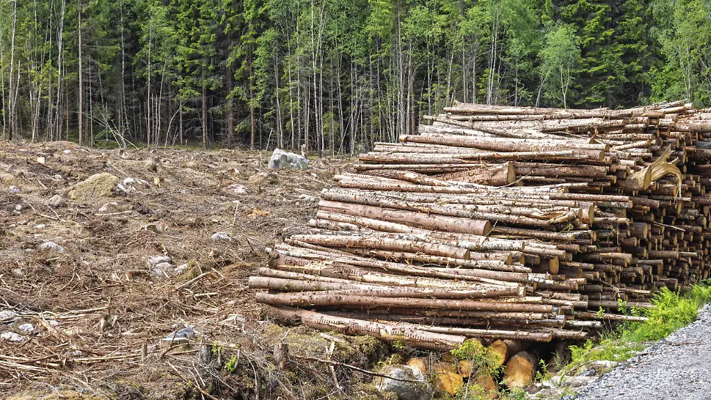 Strengere Regelung für Kaffee: Waldschutz und EU-Verordnung