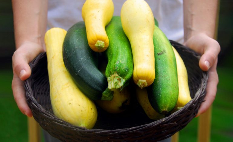Tipps zur Ernte und Verarbeitung von Zucchini