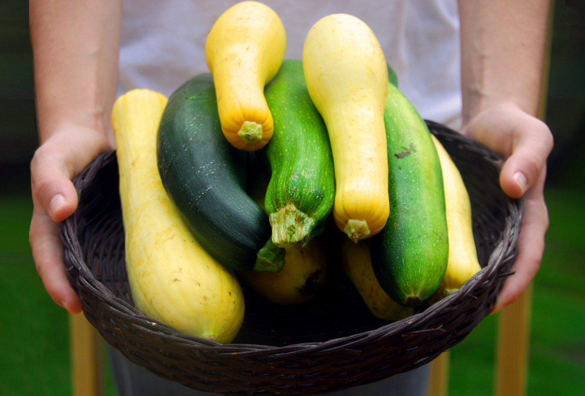 Tipps zur Ernte und Verarbeitung von Zucchini