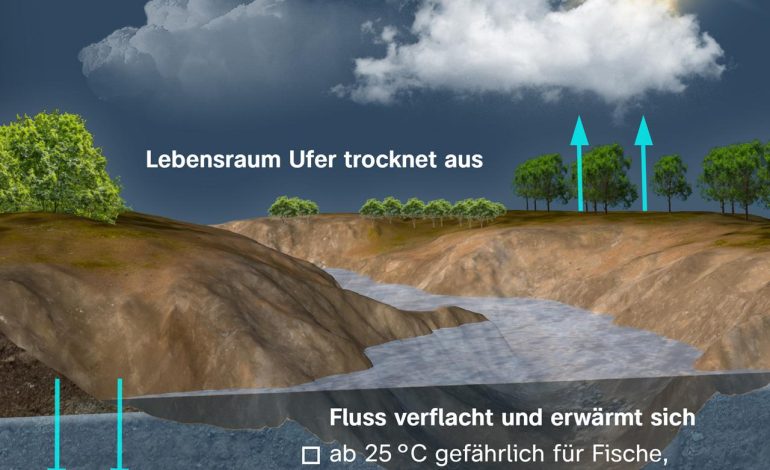 Niedrigwasser auf dem Rhein: Herausforderungen für die Schifffahrt
