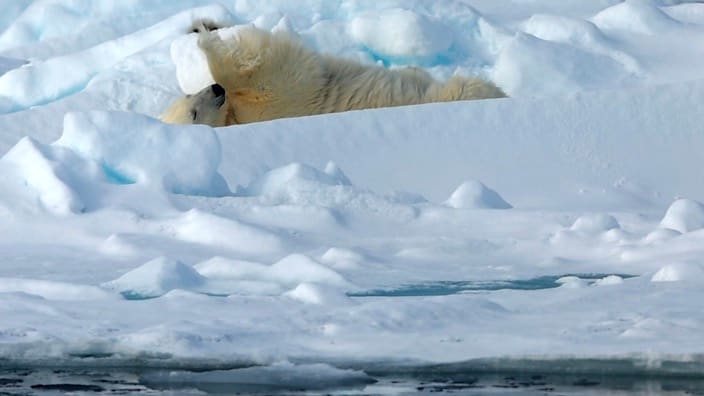 Eisbär-Fitness in der Arktis