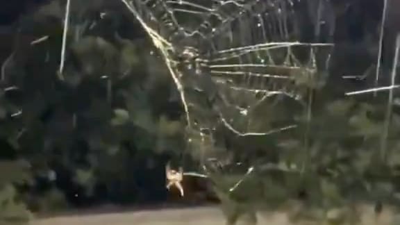Geniale Überlebensstrategie: Warum diese Spinne ihr Netz frisst