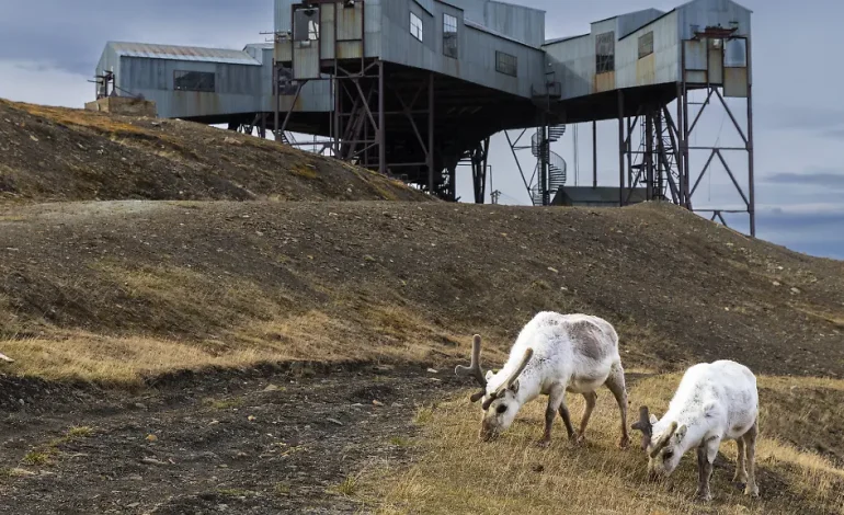 Rätselhafte Todesfälle von Rentieren auf Spitzbergen