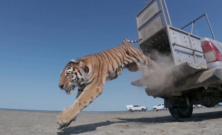 Amur-Tiger in Kasachstan ausgewildert: Wiederbelebung einer ausgestorbenen Population