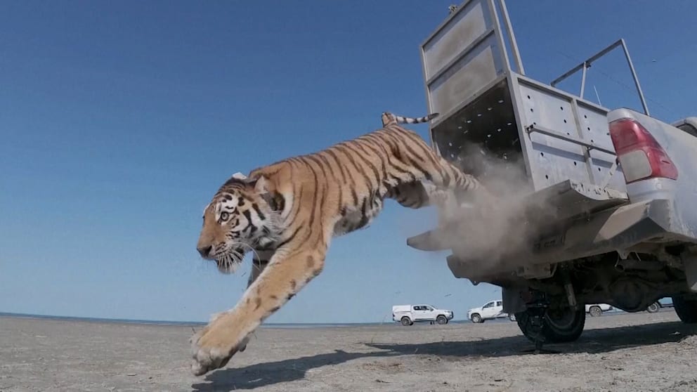 Amur-Tiger in Kasachstan ausgewildert: Wiederbelebung einer ausgestorbenen Population