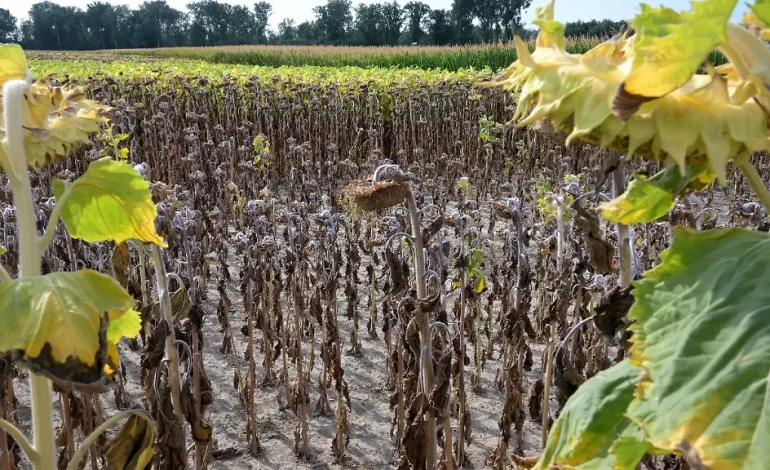 Rekordhitze schädigt österreichische Landwirtschaft