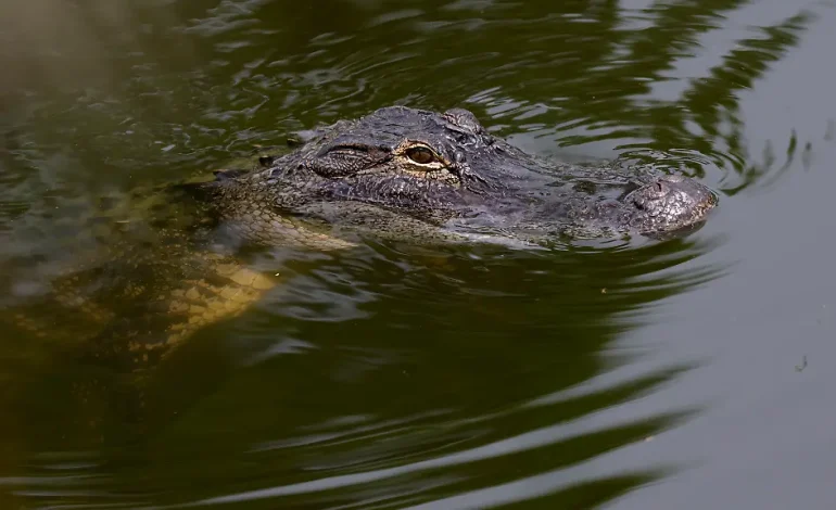 Frau von Alligator angegriffen und schwer verletzt