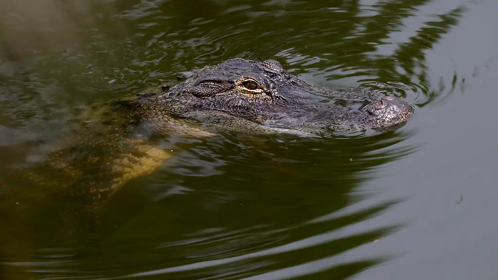 Frau von Alligator angegriffen und schwer verletzt