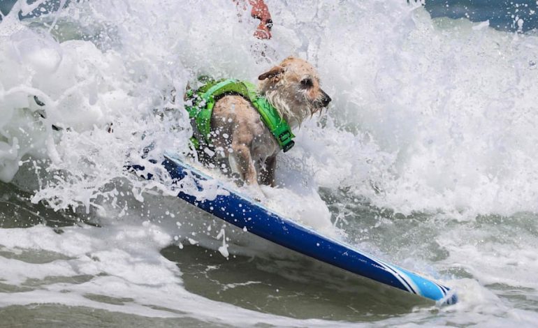 Tierisch gut: Surfende Hunde in Kalifornien