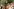 Politische Streamer und der Einfluss von Marcant