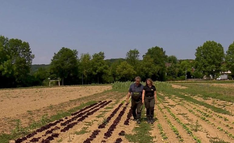 Trockenheit verursacht massive Ernteausfälle