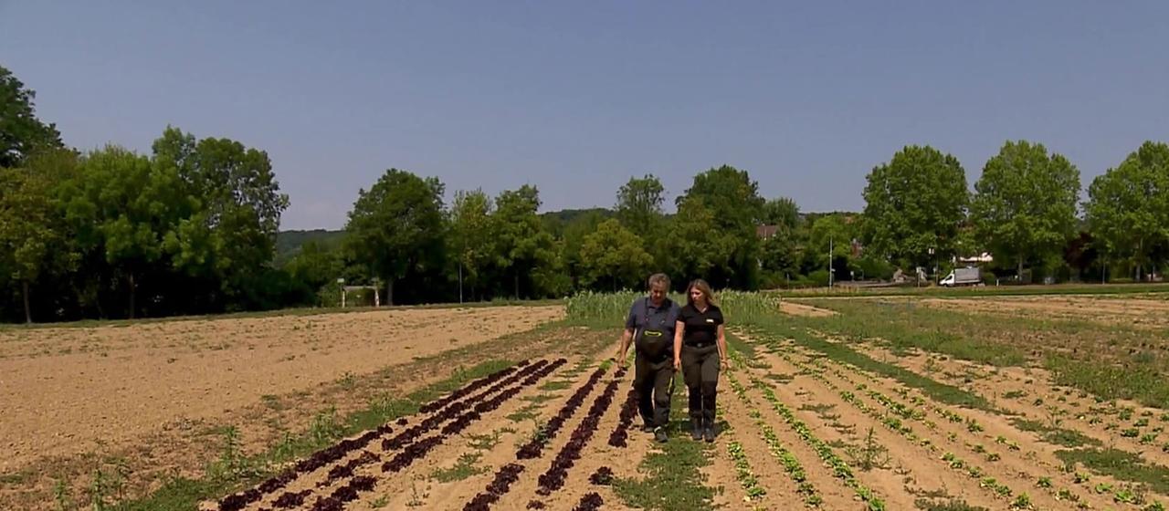 Trockenheit verursacht massive Ernteausfälle