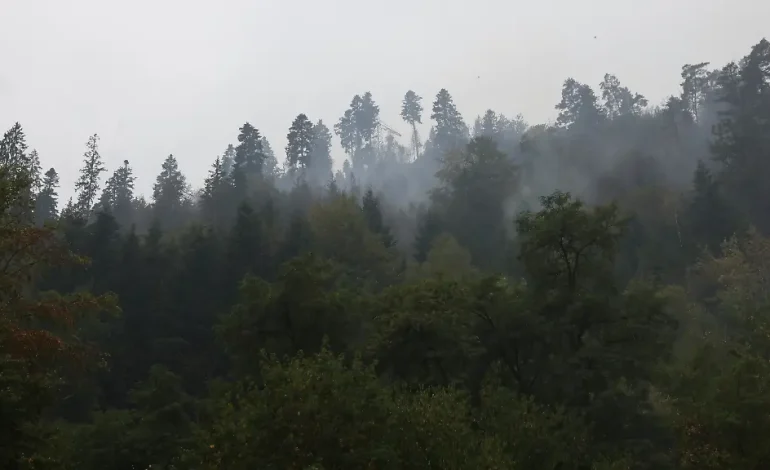 Laubbäume reduzieren Waldbrandgefahr