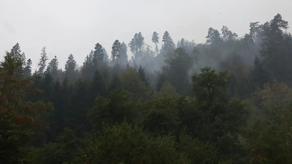 Laubbäume reduzieren Waldbrandgefahr