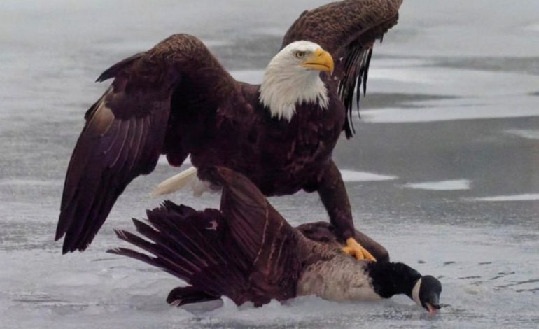 Symbolträchtige Inszenierung im Zollstreit: Weißkopfseeadler gegen Kanadagans