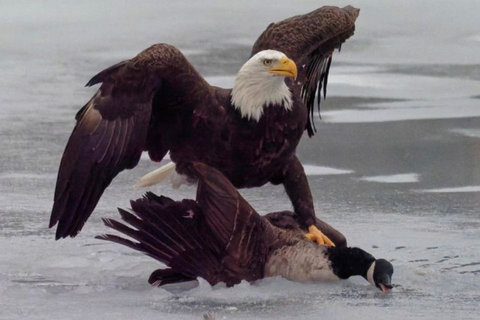 Symbolträchtige Inszenierung im Zollstreit: Weißkopfseeadler gegen Kanadagans