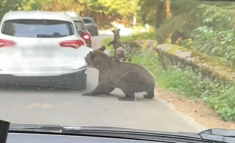 Regelmäßige Bärenangriffe in Rumänien sorgen für Aufsehen