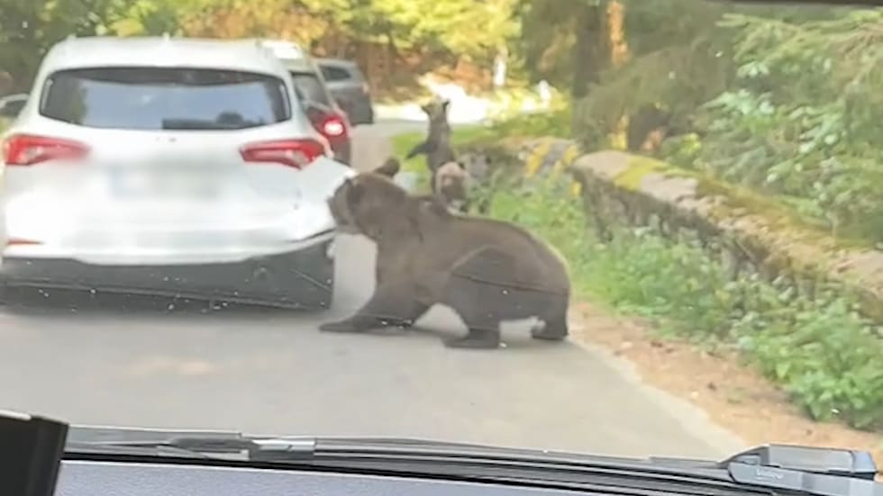 Regelmäßige Bärenangriffe in Rumänien sorgen für Aufsehen