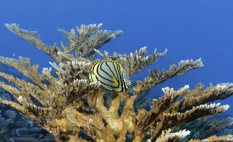 Erholung am Great Barrier Reef durch Sommermonsun