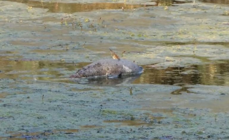 Umweltprobleme am Rhein: Niedrigwasser führt zu Fischsterben