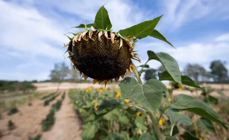 Wärmere Sommer in Westeuropa: Juni und Juli auf Rekordkurs