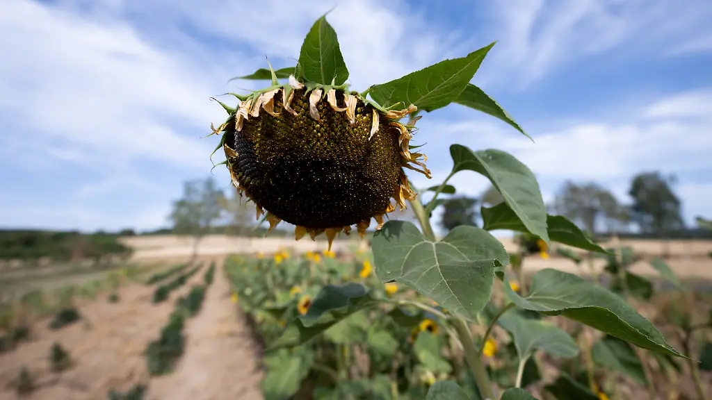 Wärmere Sommer in Westeuropa: Juni und Juli auf Rekordkurs
