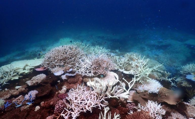 Korallenriffe in Gefahr: Aktuelle globale Bestandsaufnahme