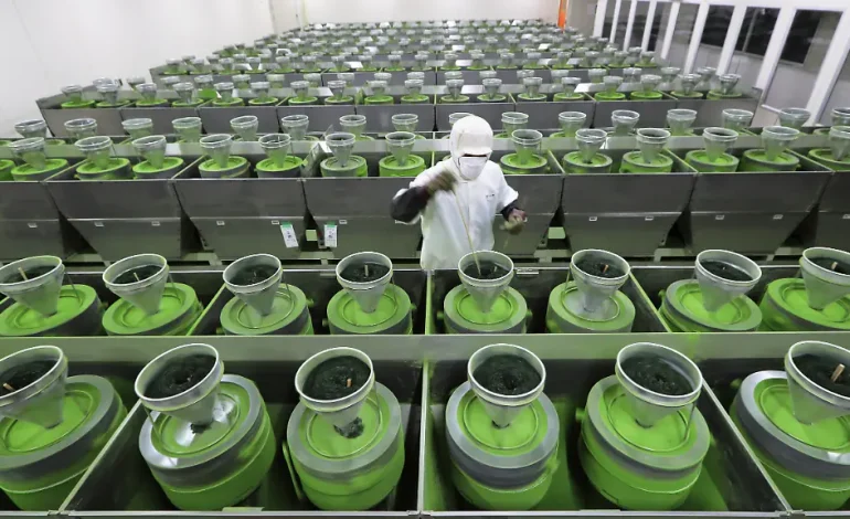 Matcha-Boom: Japans Lebensmittelexporte erreichen Rekordhoch