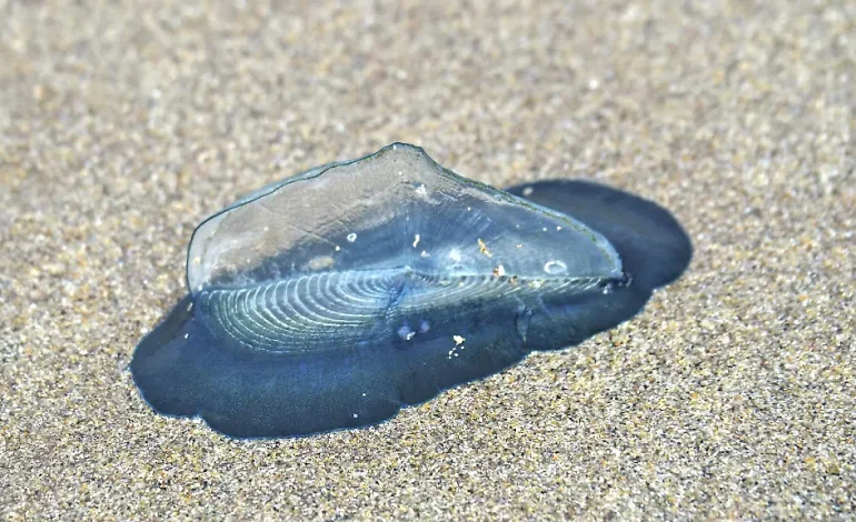 Gefährliche Quallen: Subtropische Segelqualle in Deutschland gesichtet